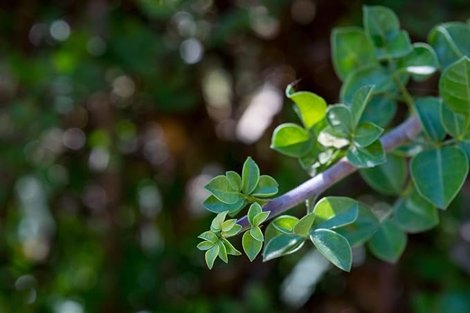 US Organic 100% Pure Frankincense (Boswellia Carteri) Essential Oil - Sourced from The Horn of Africa, USDA Certified Organic, Use Topically or in Diffuser, Perfect for Yoga or Meditation (5 ml)-VivaGrace Women