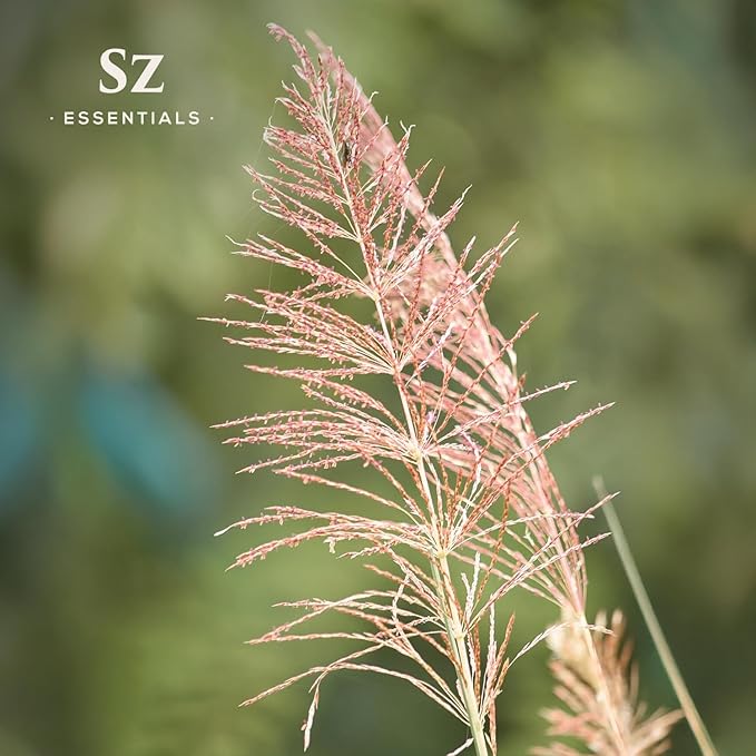 Vetiver Essential Oil - 100% Pure, Premium & Natural - Undiluted - Sweet, Earthy, Woody and Grassy Scent with Smoky grounding Undertones- Therapeutic Grade & Vegan - 1/6 oz. (5 mL)-VivaGrace Women