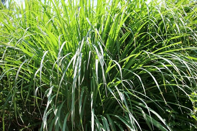 US Organic Citronella Essential Oil, USDA Certified, 100% Pure, 15 ml, Improved caps and droppers – Used for Skin Care, Many DIY Projects Like Candle Making and Much More-VivaGrace Women