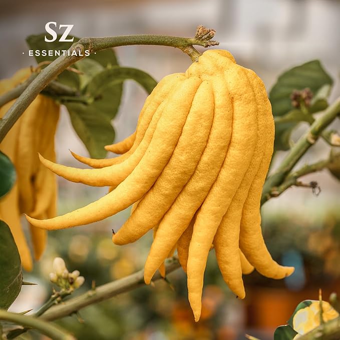 Buddha's Hand Essential Oil, 100% Pure, Extracted from The Most Fragrant Italian Finger Citron - Citrusy & Lemony Scent with Sweet Overtones - Therapeutic Grade & Vegan - 0.17oz (5ml)-VivaGrace Women