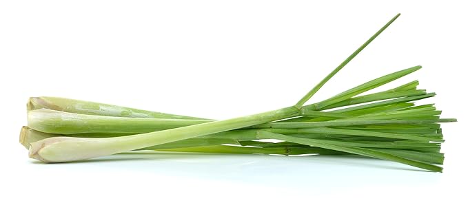 US Organic 100% Pure Lemongrass Essential Oil, USDA Certified Organic, Extracted by Steam Distillation Method, for Hair, Nail Polish Remover, Bees Attraction, and More. 10 ml-VivaGrace Women