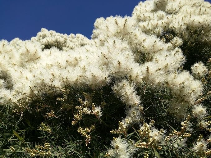 US Organic 100% Pure Tea Tree Essential Oil, Steam Distilled, USDA Certified Organic, for Hair, Skin, Scalp, Foot, Toenails, and More. Sourced from South Africa, Undiluted, Non-GMO (30 ml)-VivaGrace Women