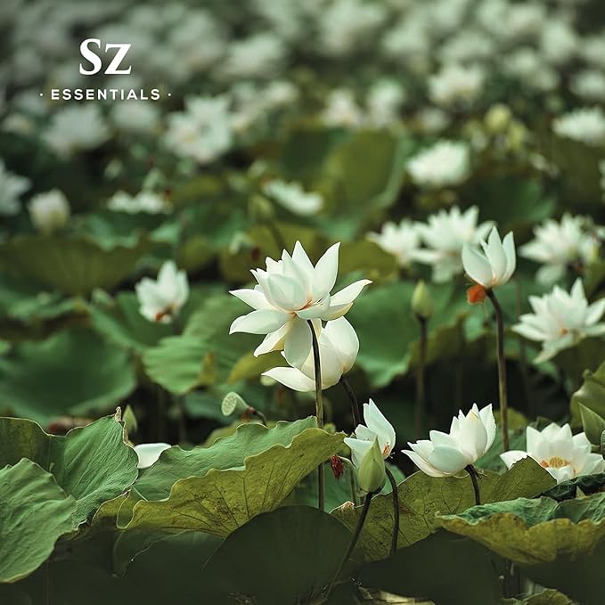 White Lotus 100% Pure, Essential Natural Oil - Extracted from Nymphaea Lotus - Rich & Sweet Scent, with Exotic Floral Overtones - Therapeutic Grade & Vegan - 0.17 fl oz (5ml)-VivaGrace Women