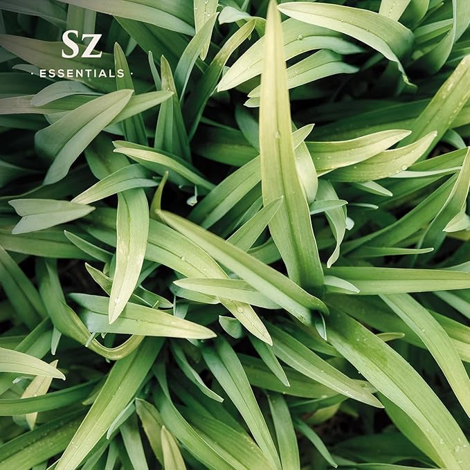 – Ginger Grass Essential Oil – 100% Pure & Undiluted (Cymbopogon martinii VAR. Sofia)– Fresh Citrusy Earthy Aroma – Aromatherapy, Perfumery, Skin Care – Therapeutic Grade - 1/6 oz. 5 mL-VivaGrace Women