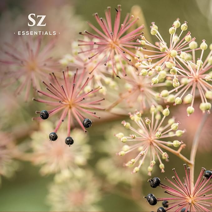 Jatamansi Essential Oil aka Spikenard - 100% Pure & Undiluted - Extracted from Nardostachys Jatamansi - Strong & Powerful Scent with Earthy Overtones - Therapeutic Grade - 0.17oz-VivaGrace Women