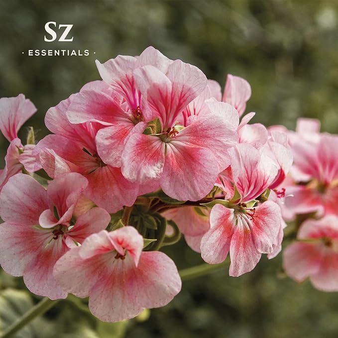 High Altitude Geranium Essential Oil – 100% Pure & Natural, Grown in The High-Altitude – Aromatherapy, Home Use – Therapeutic Grade & Vegan – 5 mL-VivaGrace Women