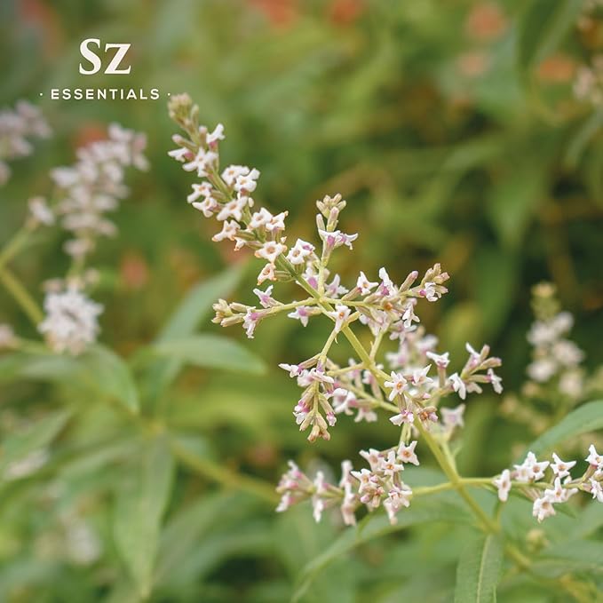 Lemon Verbena Essential Oil – 100% Pure & Natural, Grown in The High-Altitude Andes – Sweet, Citrusy, Uplifting Scent – Aromatherapy, Home Use – Therapeutic Grade & Vegan – 5 mL-VivaGrace Women