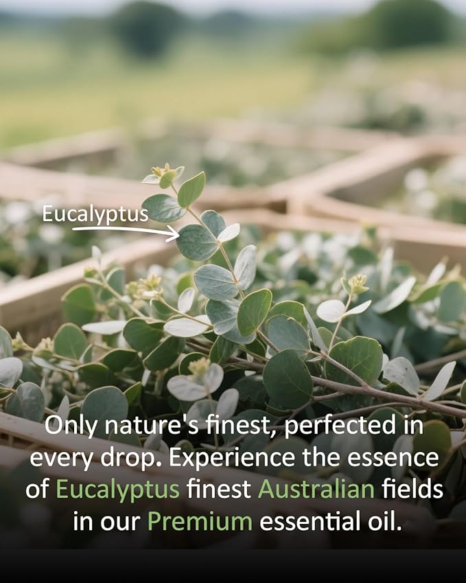 Pure Eucalyptus Essential Oil, 100% Pure Natural Eucalyptus Essential Oil, Premium Grade Essential Oils for Diffusers for Home, Skin, Care Massage, Soap Making, Aromatherapy, 4 Fl Oz | 120ml-VivaGrace Women