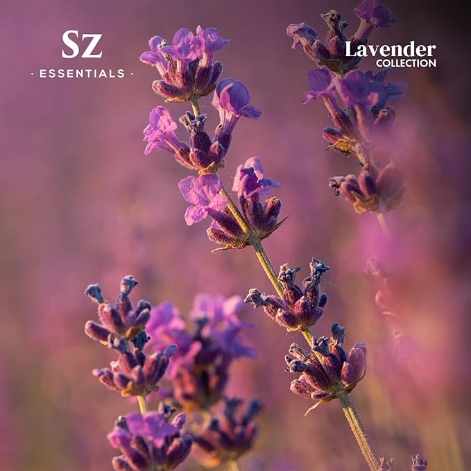 Lavender Essential Oils Collection - Grasse Lavender + High Altitude + Kashmir - Set of 3 Bottles (0.22 Fl Oz - 6.5ml Each)- 100% Pure, Natural & Undiluted - Therapeutic Grade & Vegan-VivaGrace Women