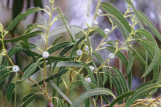 US Organic 100% Pure Eucalyptus Essential Oil (Globulus) - USDA Certified Organic, Steam Distilled - W/Euro droppers (More Size Variations Available) (30 ml / 1 fl oz)-VivaGrace Women