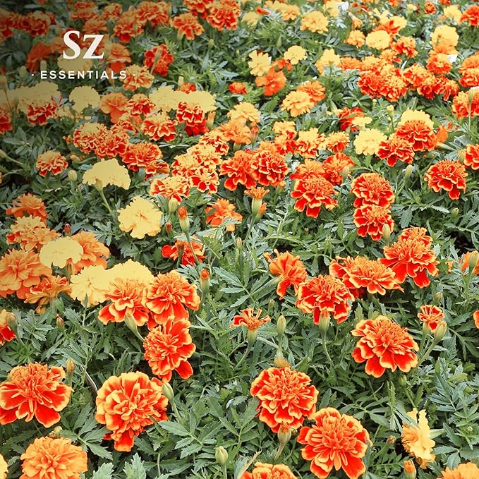 Marigold Essential Oil - aka. Calendula Officinalis - 100% Pure and Undiluted - Unlock The Precious Aroma of Real Marigold - Therapeutic Grade & Versatile Usage - 0.17oz-VivaGrace Women