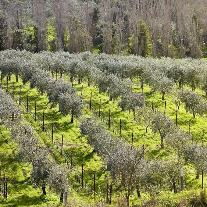 McEvoy Ranch Whipped Body Butter | ODE Olive Oil Beauty | 5.8 FL OZ | Crafted with Organic EVOO, Hyaluronic Acid, Organic Shea & Cocoa Butters | Nourishing, Brightening, Firming (Citrus)-VivaGrace Women