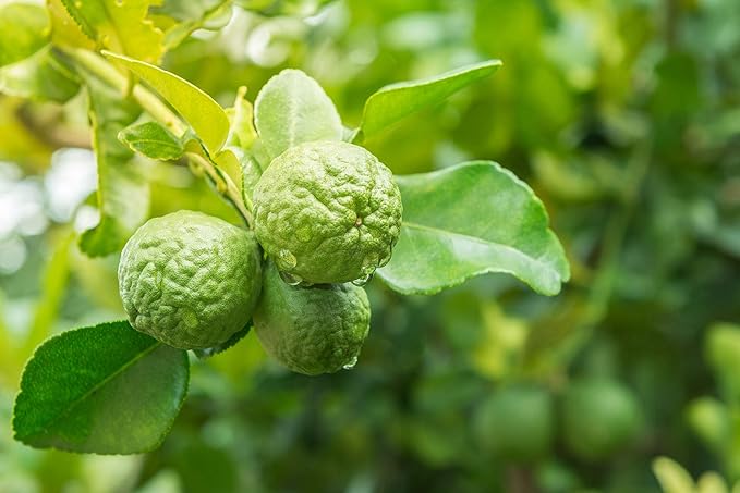 US Organic 100% Pure Bergamot Essential Oil, USDA Certified Organic, Cold Pressed, with Euro droppers (More Size Variations Available) (15 ml / .5 fl oz)-VivaGrace Women