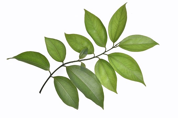 US Organic 100% Pure Cinnamon Leaf Essential Oil - USDA Certified Organic, Steam Distilled - W/Euro Dropper (More Size Variations Available) (15 ml / .5 fl oz)-VivaGrace Women