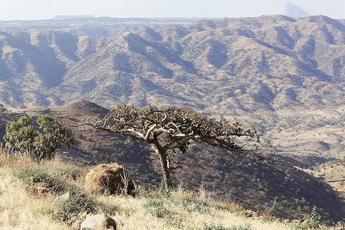 US Organic 100% Pure Frankincense (Boswellia Carteri) Essential Oil - Sourced from The Horn of Africa, USDA Certified Organic, Use Topically or in Diffuser, Perfect for Yoga or Meditation (10 ml)-VivaGrace Women