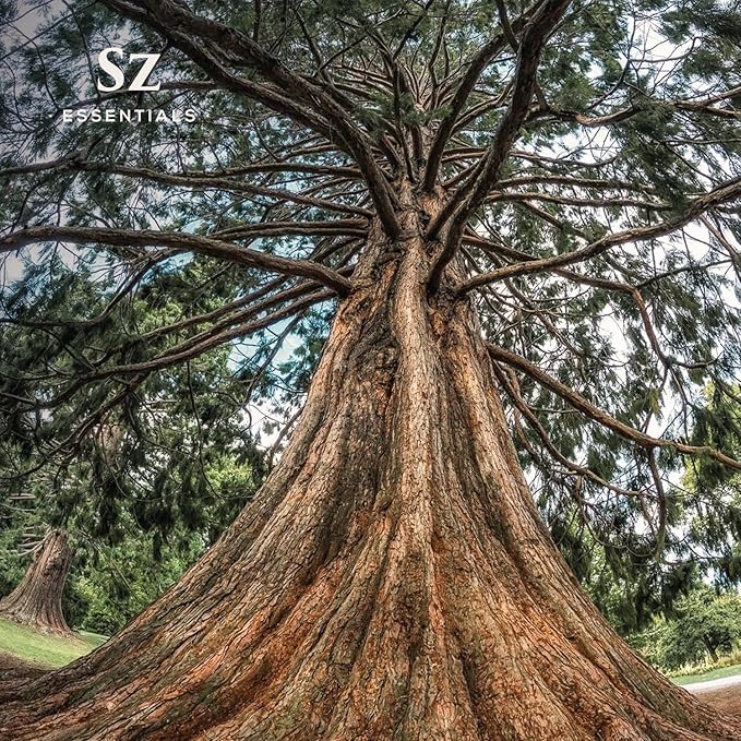 Cedarwood Essential Oil (Cedrus Atlantica) – Therapeutic Grade, 100% Pure & Natural with Soothing Woodsy Aroma for Relaxation, Aromatherapy, Skin Care & Diffuser - 0.17 fl oz. (5ml)-VivaGrace Women