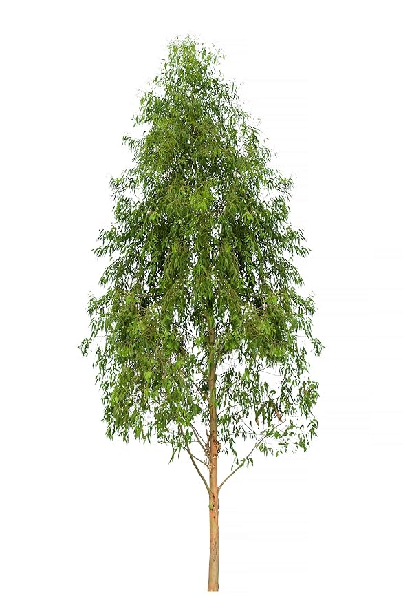 US Organic 100% Pure Eucalyptus Essential Oil (Radiata) - USDA Certified Organic, Steam Distilled - W/Euro droppers (More Size Variations Available) (10 ml / .33 fl oz)-VivaGrace Women